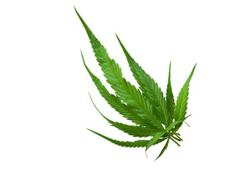 Cannabis leaf Photo full depth field isolated on white background. This has clipping path. 