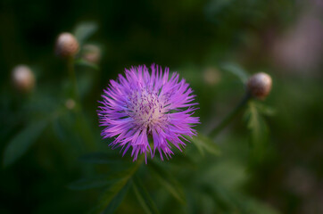 purple thistle flower