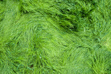 Green grass arial view