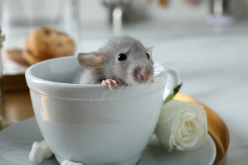 Cute small rat in white cup on table indoors, closeup