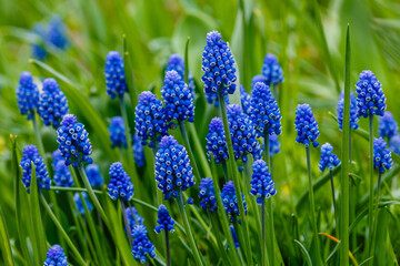 Muscari flowers, Muscari armeniacum, Grape Hyacinths spring flowers blooming in april and may. Muscari armeniacum plant with blue flowers - obrazy, fototapety, plakaty