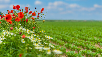 Mohnblumen am Rand eines Felds