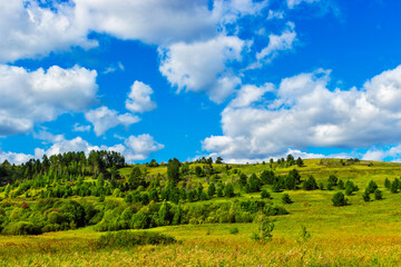 Fototapeta na wymiar pine grove on a hill on a sunny summer day