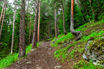 walking trail in a pine forest on a summer day