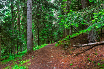 walking trail in a coniferous forest on a summer day