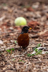 American Robin Foraging for Grubs and Worms