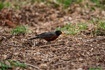 American Robin Foraging for Grubs and Worms