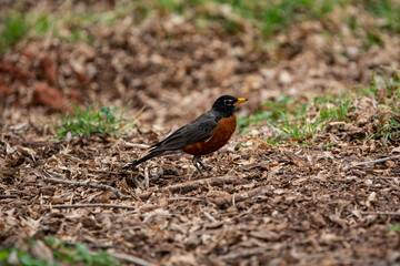 American Robin Foraging for Grubs and Worms