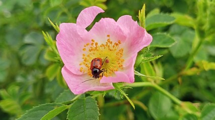 beetle on rose 