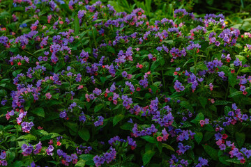 The first spring flowers of the medunica (Pulmonaria officinalis) flower beautifully in the garden.