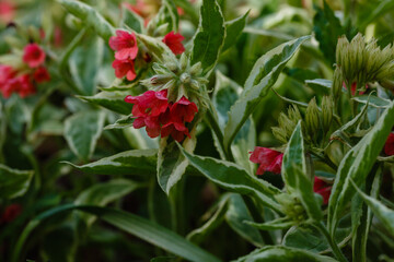 Pulmonaria rubra sort 'David Ward'. Unique red flowers lungwort in spring garden. Bumblebee on the flowers of the Pulmonaria rubra