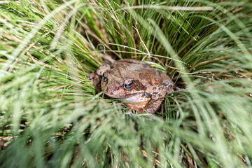 Frog sitting in the grass.