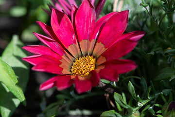 Pink Gazania flower close up.