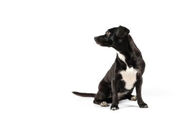 small black dog looking sideways isolated white background