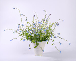 Bouquet of forget-me-not flowers in white vase.