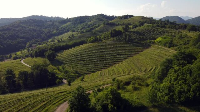 vineyard in the mountains - village of Montevecchia and Curone Valley regional park, Brianza, Lombardy, Italy