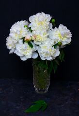 Beautiful white peony flowers bouquet with water drops on petals in glass vase on a table with dark background.