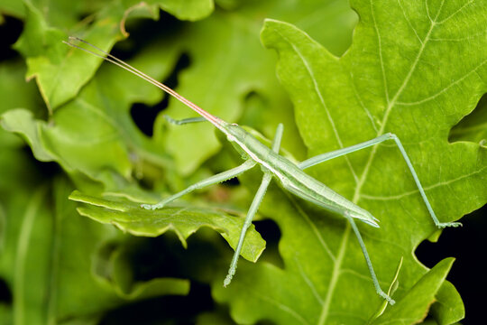 Saga pedo is a species of bush cricket (Tettigoniidae) also known as the predatory bush cricket, or the spiked magician. Dorsal view of Saga pedo on a green leaf.