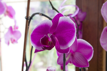 Bright purple orchid branch with blurry background in front of window