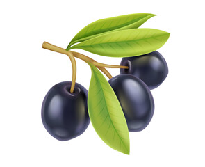 Realistic black olives branch with leaves. Extra virgin olive oil product design, natural organic cosmetics ingredient, health care products. Isolated on white transparent background. Illustration.