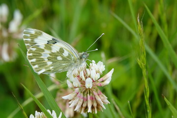 butterfly on a flower