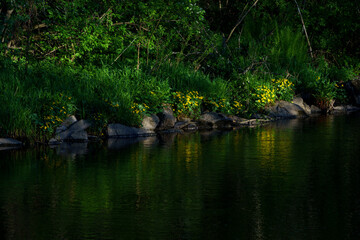 Fototapeta na wymiar caltha palustris by lenaelva river at toten, norway