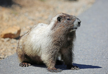 Wild marmot, Washington