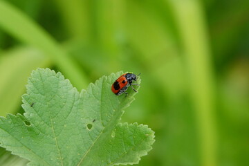 Fototapeta premium ladybug on green leaf