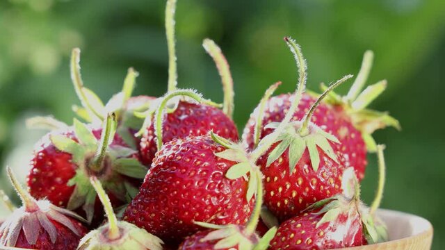 Raw fresh real organic strawberries move in a circle on garden background