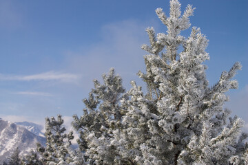 snow covered trees