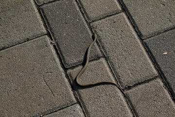 The snake is basking on the asphalt on the embankment of the city. The viper is a venomous snake...