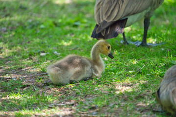 A young Canada Goose Gosling foraging in the grass.