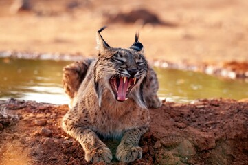 Iberian Lynx watching in Castilla La Mancha, Spain.