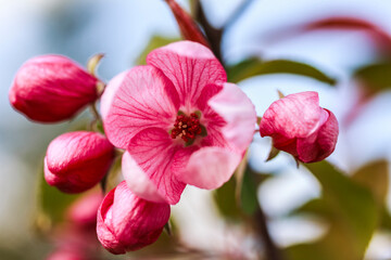 Fototapeta na wymiar Macro of fresh bright pink apple tree blossom on a sunny day. Spring, summer background