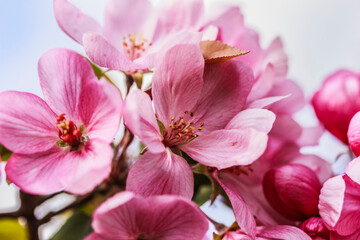 Naklejka na ściany i meble Delicate pink apple tree flowers macro. Spring summer background. Stock photo,