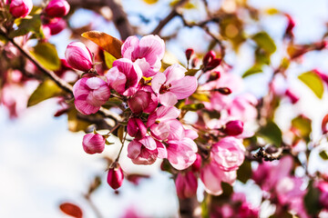 Fototapeta na wymiar Close up of beautiful branch of pink blooming apple tree against the sky. Tenderness concept, stock photo