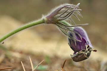 Male Cockchafer, ( Melolonta ) , also known as the may beetle. A beetle sits on a flower Anémone. 