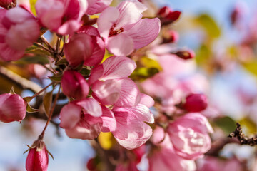 Macro of beautiful branch of bright pink blooming apple tree against the blue sky.  Stock photo