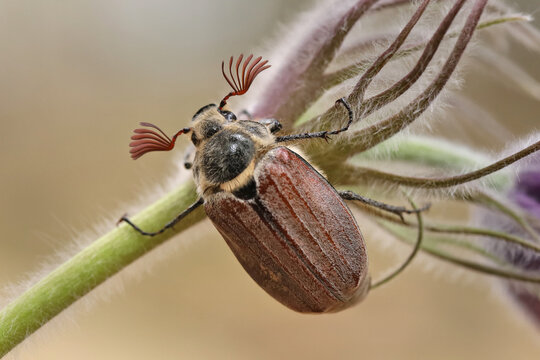 Male Cockchafer, ( Melolonta ) , also known as the may beetle. A beetle sits on a flower An&eacute;mone. 