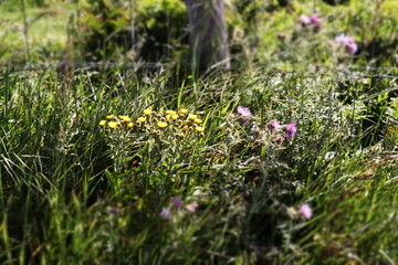 Campo silvestre