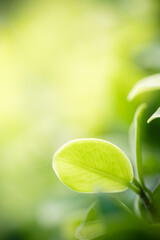 Amazing nature view of green leaf on blurred greenery background in garden and sunlight with copy space using as background natural green plants landscape, ecology, fresh wallpaper.