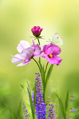 Purple wildflower and pink daisies on a blurry soft yellow and green background. Early in the morning, a butterfly flies over a beautiful flower.Spring pattern, magical, fairy-tale composition