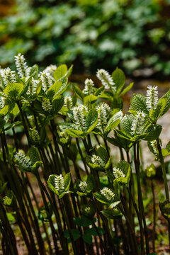 Chloranthus japonicus called "Hitorishizuka" in Japan. White flowers