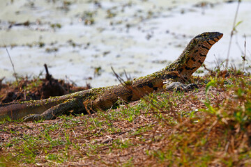 Nile Monitor basking by riverbank in Kruger National Park, South Africa.