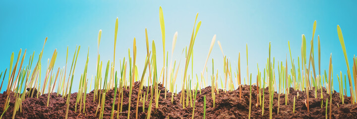 Fresh spring cereal grass large panoramic view