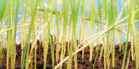 Obraz premium Fresh spring cereal grass with dew drops extreme close up