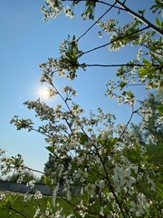 Branchs of flowering cherry tree on clear sky background. Sky with sun. 