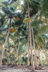 Naklejka premium a grove of coconut trees growing on the ocean on a cloudy summer day