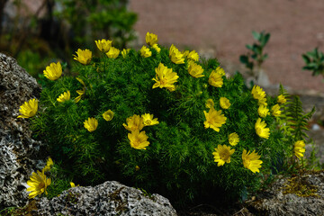 Bright yellow flowers of the spring adonis (Adonis vernalis) and blossoming buds on rocky soil. Golden messengers of spring. 