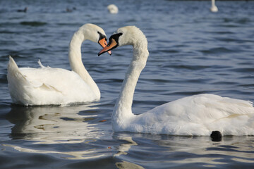 A close up of a swan swimming on a lack